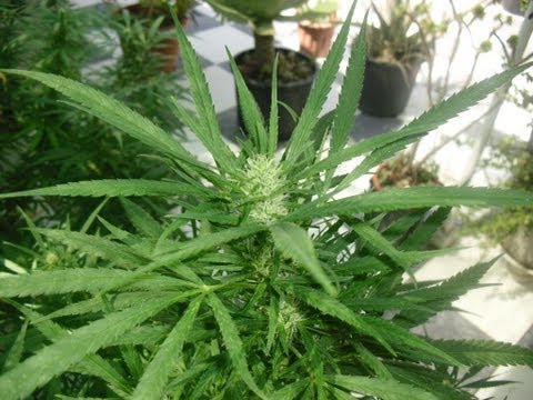 Cultivo de marihuana - Dia 41 de floracion