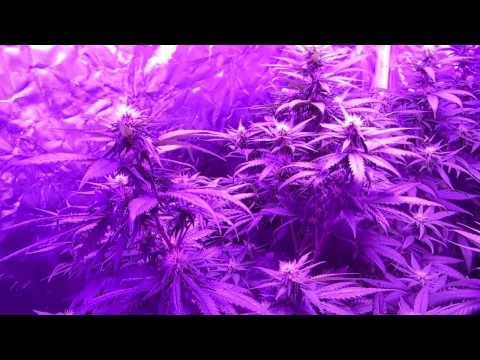 LED grow light Review: Pro-Grow 750, Medical Marijuana Grow