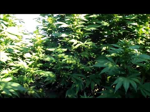 OMMP Outdoor Grow....Day 115 Update....Lady Blue Dream....