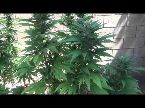 Outdoor Cannabis Grow: Day 100 