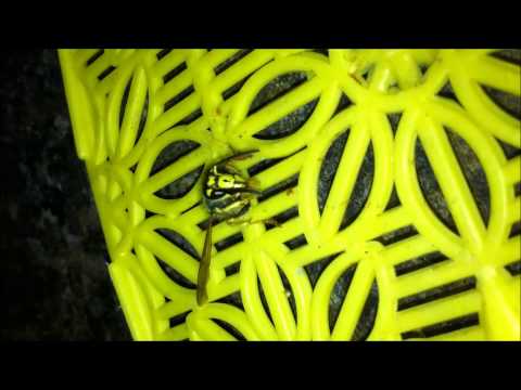 How To Train A Wasp