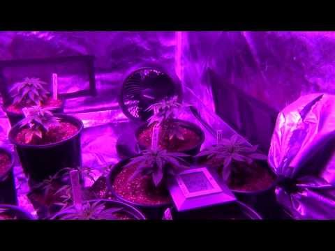 Blackdog LED Platinum XL-U 750W LED Cannabis Grow - TGA / Rare Dankness - Day 24