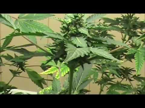 Harvesting Cannabis Seeds