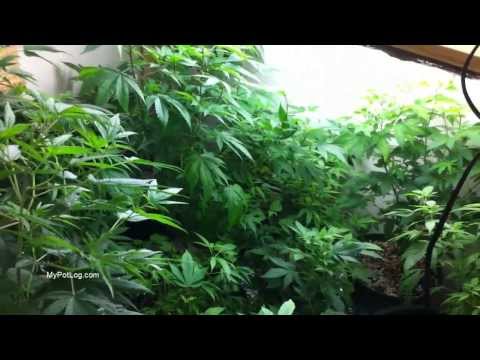 Pro Marijuana Grow Tent? Or Custom Closet Grow Box?