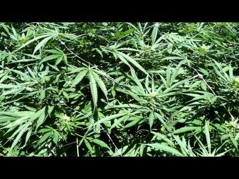 The Outdoor Marijuana Garden bring on the nugs (ommp)
