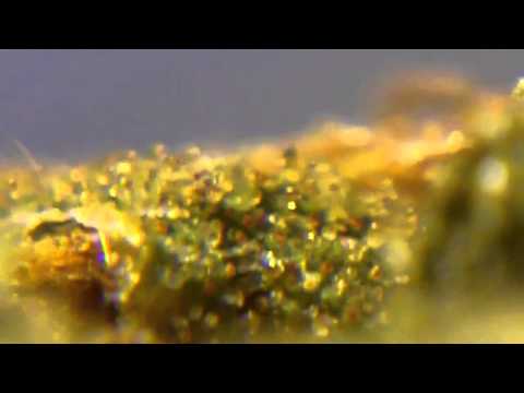 Ep 107 Hd Ak 47 Weed Review 1080p Serious Seeds Bud Close Up Crystals Trichomes Bong Smoking