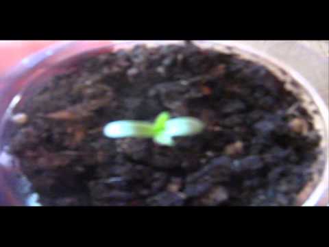 Royal Queen | Fruit Spirit Outdoor Grow 2013 Week 1 Day 2 | A New Baby |First Ever Grow :)