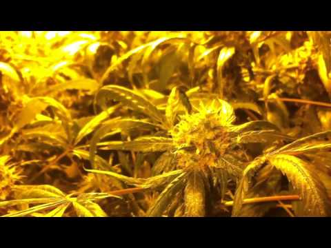 Dwc marijuana grow....