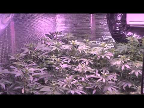 New grow! 4kw medical cannabis garden, day 13 flower - Featuring Plushberry, Sour Bubble, and more!