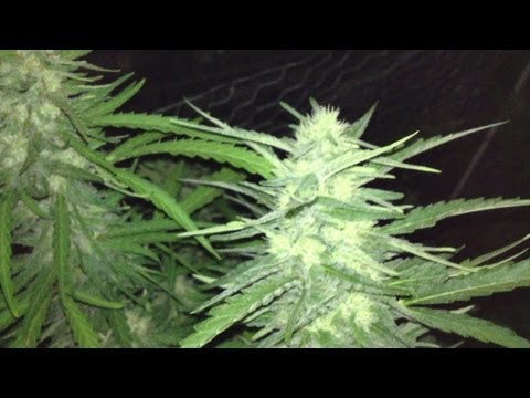 Flowering Medical Marijuana