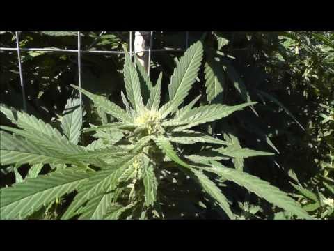 Organic Outdoor Gage Green Group Grape Stomper BX2