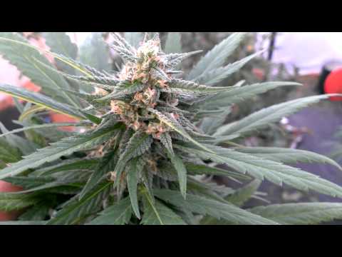 Episode 19 Medical Marijuana Greenhouse Grow 2013