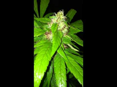 Outdoor Grow week 4 flowering Early Girl X Unknown Strain a.k.a. Mystery Girl