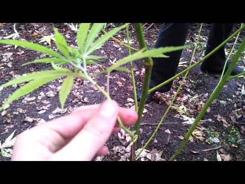 Outdoor Medical Marijuana #9 