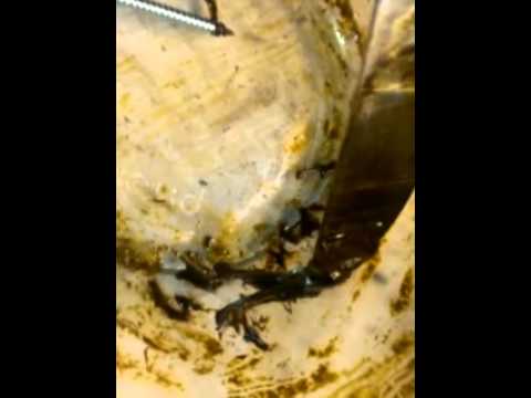 High quality Hash oil using methanol part 7 of 10