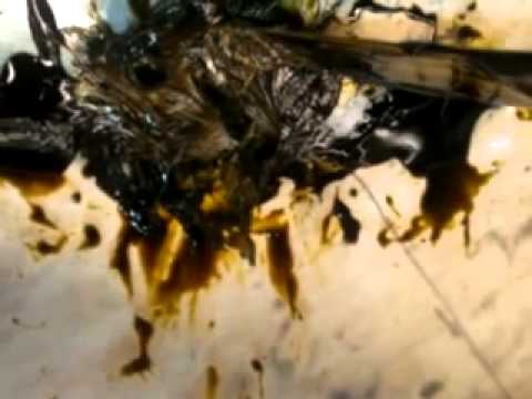 High quality Hash oil using methanol part 6 of 10