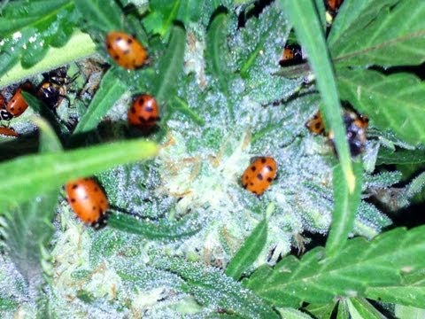 How to use ladybugs to protect your medical garden