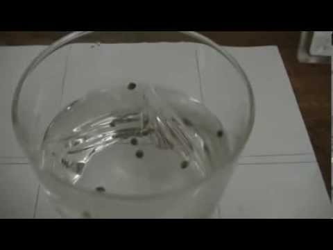 Tutorial Germinating cannabis seeds in water cup 100% success rate)
