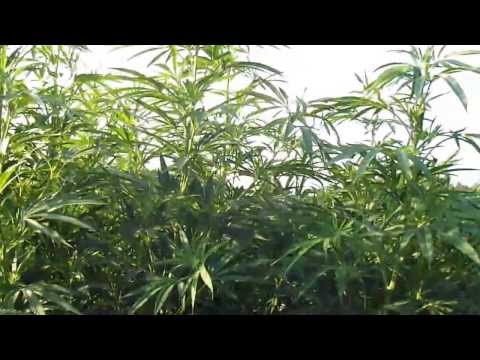Update Day 94 in the Ground..OMMP Outdoor Marijuana Grow