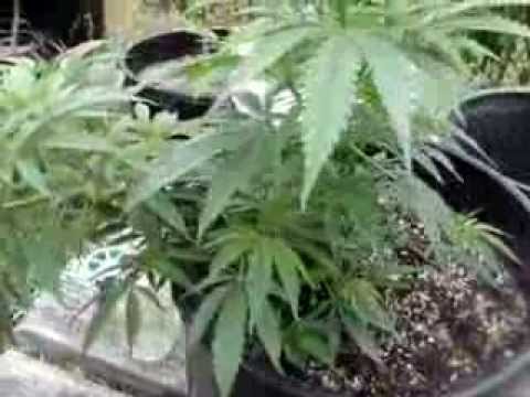 Washington Outdoor Medical Marijuana Grow pt8