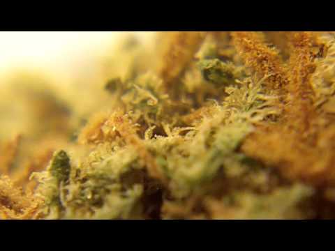 Ep 342 Aiea Hd 1080p Strain Review Delta 9 Labs Seeds Medical Weed Bud Marijuana Crystals