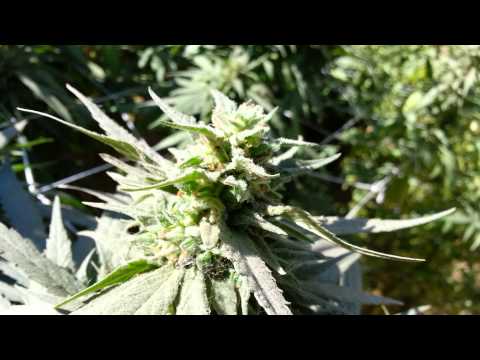 Medical marijuana outdoor update 9.22.13