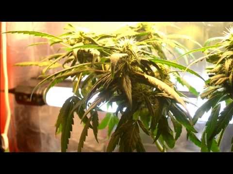 Snapshot  2 | Indoor CFL Cannabis Grow Cabinet Experiment Closet