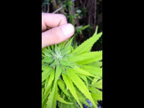 Outdoor Grow 2013 Seeds Swampland #2