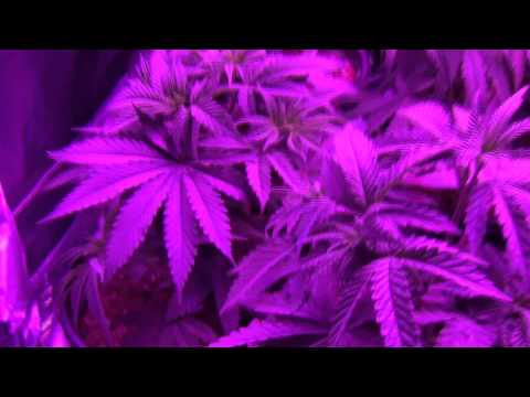 Blackdog LED Platinum XL-U 750W LED Cannabis Grow - TGA / Rare Dankness - Day 33