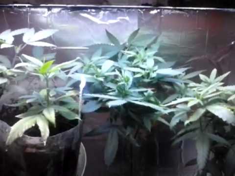 EP. 5 Week 4 of flower | Indoor CFL Cannabis Grow Cabinet Experiment Closet