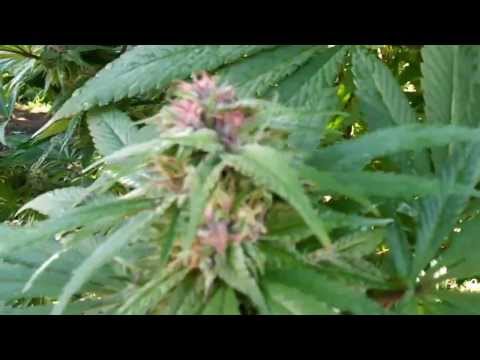 Day 130 update OMMP Outdoor Grow....Harvesting....9/26/13