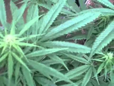 Marijuana 3 weeks flowering