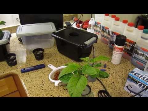 How to Build a DWC Hydroponic System ($15)