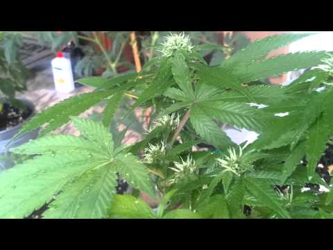 Week 8 Outdoor Cannabis Grow