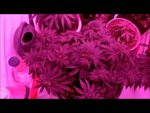 LED Grow Update and Scrog Tie Down