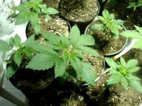 Organic Medical Marijuana Grow pt2