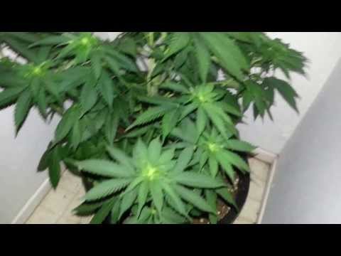 Can plants grow big Indoors?Medical Cannabis,indoors growing,LED grow ...