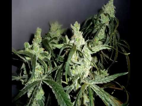 Top Ten Strains of Marijuana 2013