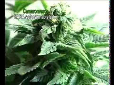 Sistema P.A.S  de polinización para solocannabis