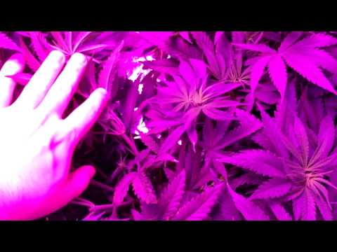 Blackdog LED Platinum XL-U 750W LED Cannabis Grow - TGA / Rare Dankness - Day 39