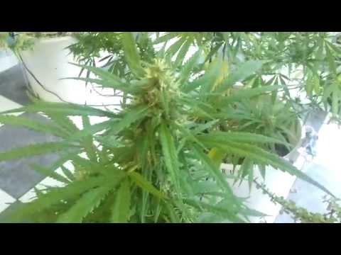 Cultivo de Marihuana - Dia 62 de FLORACION | Se acerca la Cosecha