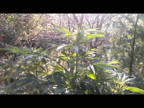 2013 Marijuana Crop Stage1