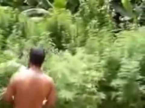 Bob Marley's marijuana plantation in Jamaica