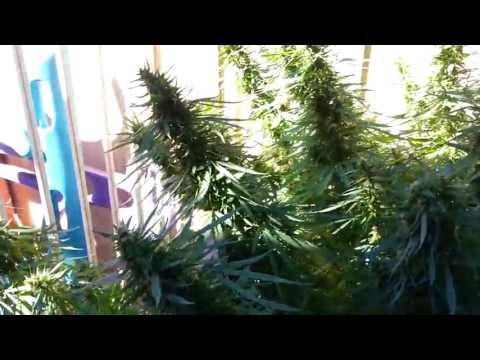 DNA Genetics - Hash Plant Haze & More 2013 Outdoor Grow Part 8