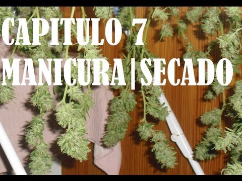 FUMO MARIHUANA | CAPÍTULO 7 | MANICURADO Y SECADO