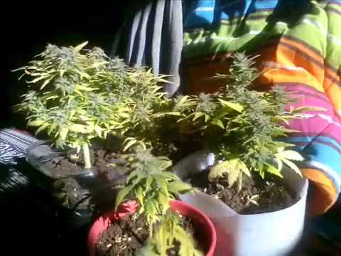 homemade grow box delicious ganja indoor