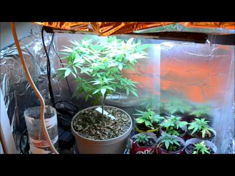EP. 10 Build Update Plus The New Lineup | Indoor CFL Cannabis Grow Cabinet Experiment Closet