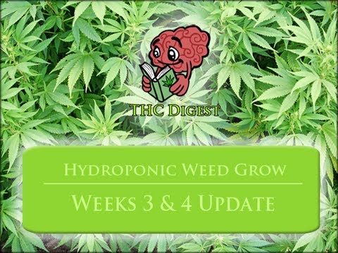 Growing Weed with a Hydro System - Weeks 3 4, Topping, Cleaning, and Scrog