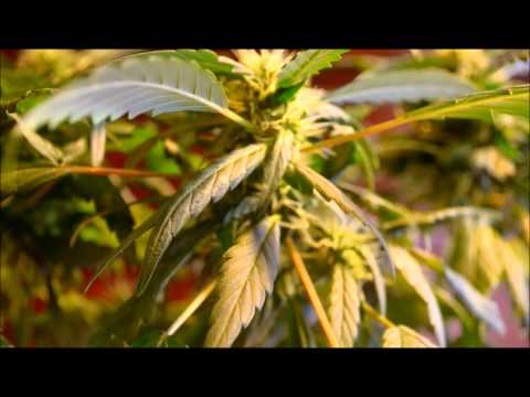 EP. 8 Part 1 Flowering Close-up | Indoor CFL Cannabis Grow Cabinet Experiment Closet