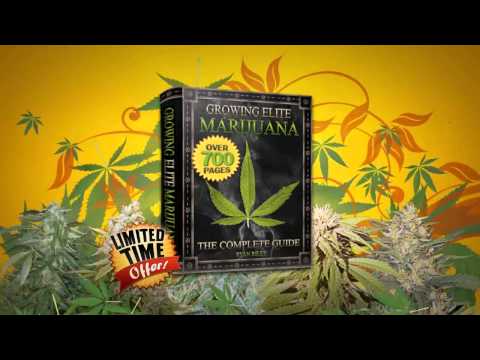 FREE Marijuana Seeds - While Supplies Last + $10 OFF Cannabis Grow Guide